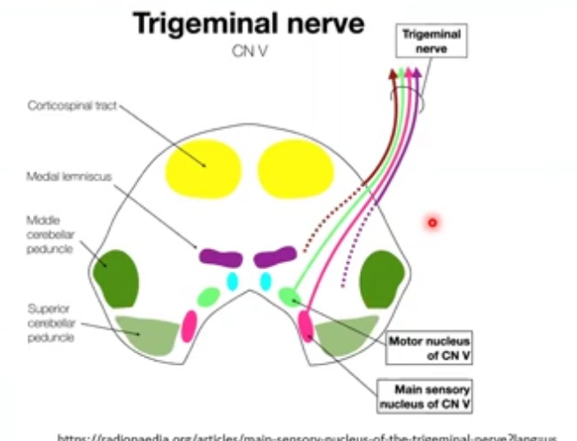 <p>trigeminal nerve CN V </p>