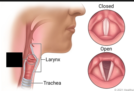 <p><span style="background-color: transparent;">A structure that resides in the larynx and consists of two pairs of ligaments that extend from the arytenoid to the thyroid cartilages. The superior set is called the false ____ _____, while the inferior set is called the true _____ _____.</span></p>