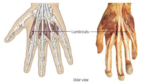 <p>MCP flexion, PIP and DIP extension</p><p>balance flexion and extension forces</p><p>holding book or sandwich </p>