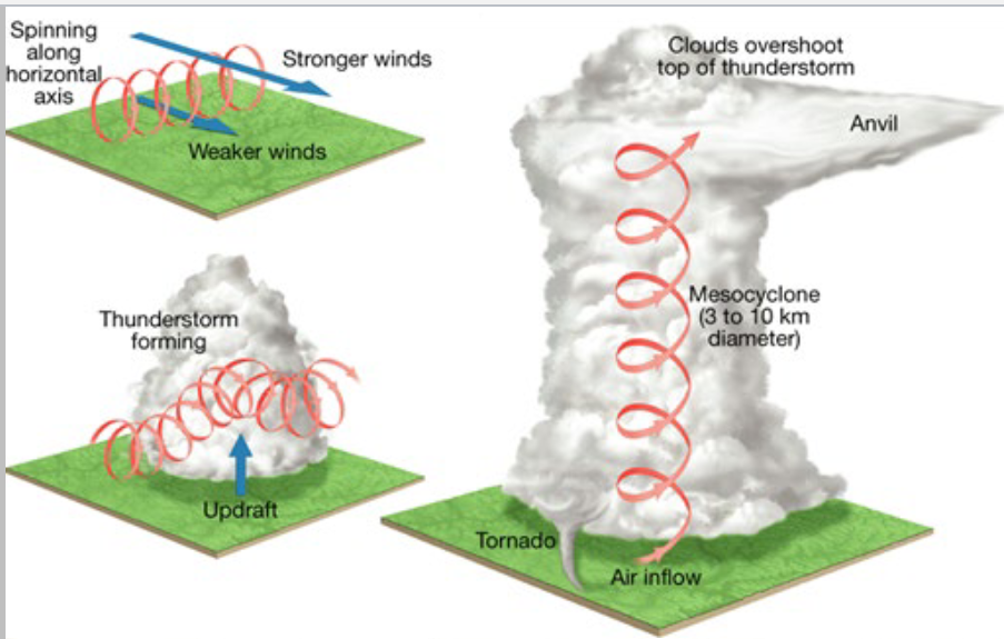 <ul><li><p>winds 40 - 280 mph (Fujita scale)</p></li><li><p>lasts several minute to several hours</p></li><li><p>most common in flat areas</p></li><li><p>most frequent in areas that have temp. clashes</p></li></ul><p></p>