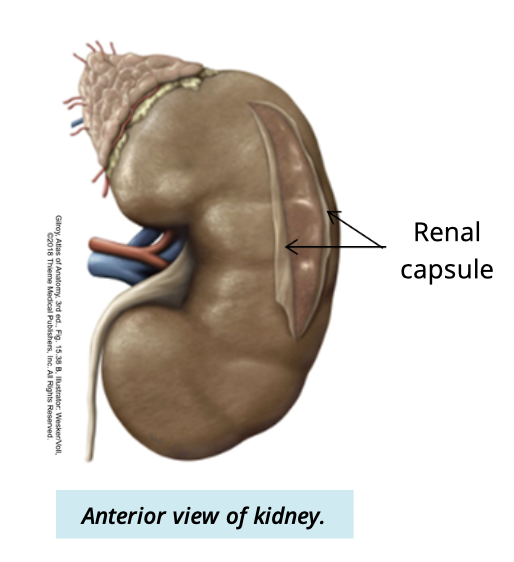 <p>A fibrous layer covering the kidney </p>