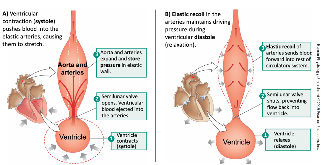 <p>Ventricle pumps (systole) and the artery receives the pressure to push blood out into body, then the ventricle shuts the semilunar valve to prevent backflow and relaxes (diastole) but the recoil in the artery keeps a pressure to keep pushing blood into rest of system</p>