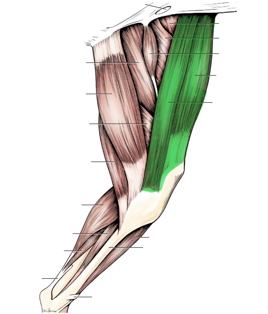 <p>action- flex the hip &amp; stifle, extend stifle</p><p>origin- crest of ileum &amp; ventral iliac spine</p><p>insertion- patella &amp; cranial tibia</p><p>innervation- femoral n</p>