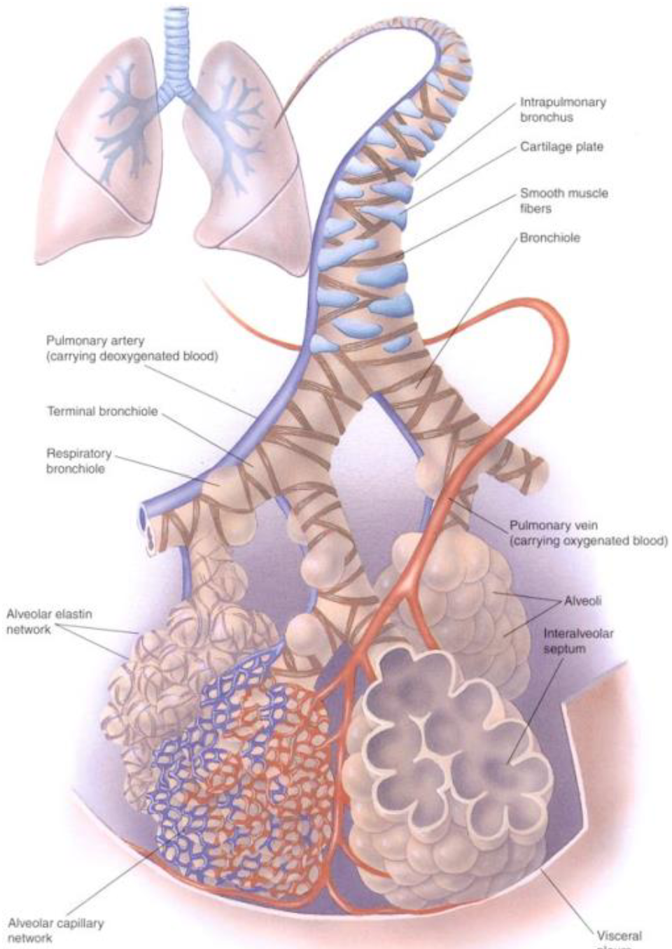 <ul><li><p>Overwhelming major of gas exchange occurs within the alveoli -- smaller amount occurs with respiratory bronchioles</p></li></ul><p>.</p><ul><li><p>Alveoli are richly surrounded by pulmonary capillaries</p></li></ul><p>.</p><ul><li><p>Each lung has a total of approx. 300 million alveoli</p></li></ul><p></p><p></p>