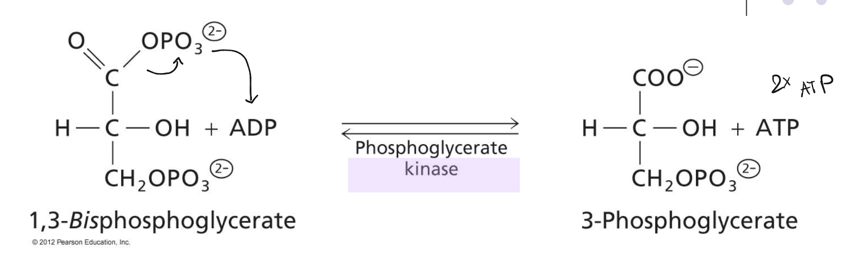<p>1,3-BPG + ADP <span data-name="left_right_arrow" data-type="emoji">↔</span> 3-phosphoglycerate + ATP. SLP. Energy capture.</p><p>Reversible, free energy change close to 0 (not regulated).</p><p>ATP synthesis is coupled with the hydrolysis of 1,3-BPG (an acyl phosphate): 1,3-BPG’s acyl phosphate bond is broken, and the phosphate is transferred to ADP via substrate level phosphorylation, making ATP and 3-phosphoglycerate.</p>