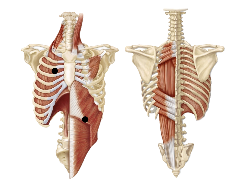 <p><span>• Internal intercostals</span><br><span>• Abdominal muscles</span><br><span>Decreases thoracic cavity volume</span></p>