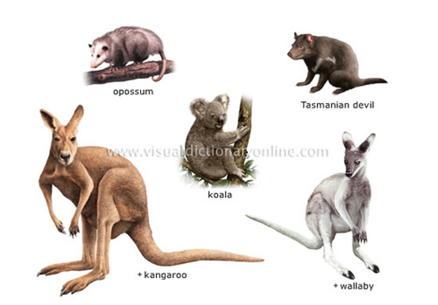 <p>/mɑːˈsuː.pi.əlz/</p><p>Động vật có túi</p><p>ex: Kangaroos are marsupials native to Australia.Chuột túi là động vật có túi bản địa của Úc.</p>