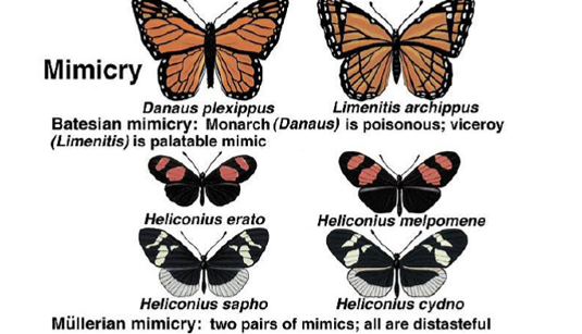 <p>the act performed by organisms to resemble other organisms or inanimate objects to gain an advantage in their surroundings</p><p><strong>Batesian mimicry</strong>: a palatable species (the mimic) copies the warning coloration of a toxic species (the model). The mimic free-rides on the model's predator conditioning. Works best when mimics are rare relative to models — if mimics become too common, predators encounter enough palatable individuals to stop avoiding the pattern.</p><p><strong>Müllerian mimicry</strong>: two or more toxic species converge on the same warning pattern. Both benefit because predators only need to learn one signal — the cost of "education" is shared across species</p><p></p>