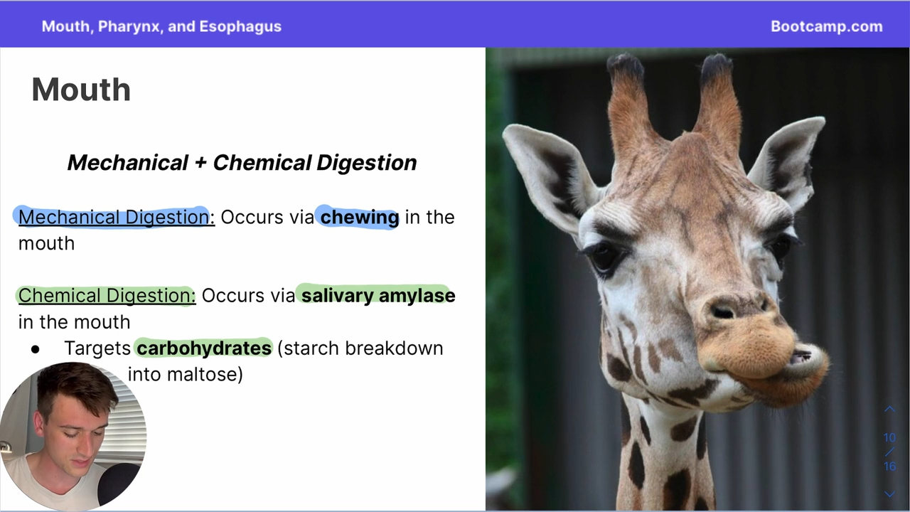 <p>salivary amylase </p>