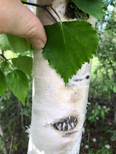 <p>butterfly host species, pickle fruits, uneven and random leaves, sharp teeth, <em>full sun, loam</em></p>
