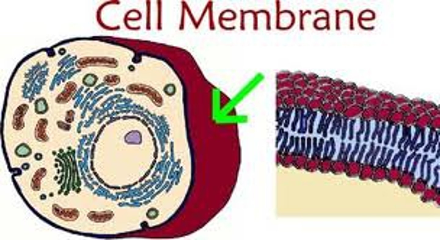 <p>thin, flexible barrier around a cell; regulates what enters and leaves the cell</p>