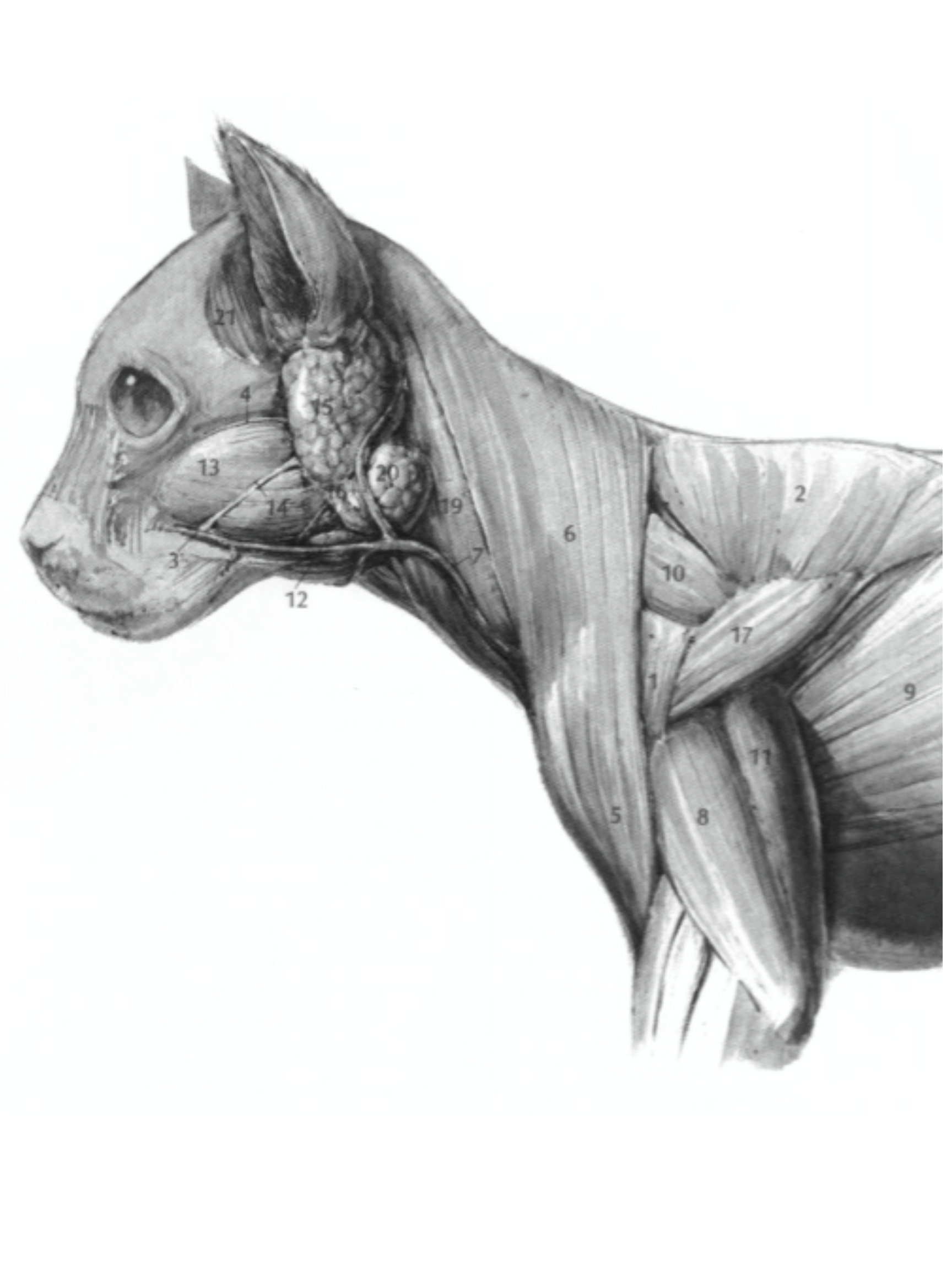 <p>Where is the latissimus dorsi?</p>