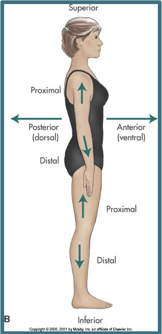 <p>away from the surface of the body or structure</p><p>ex: your aorta and IVC are deep structures</p>