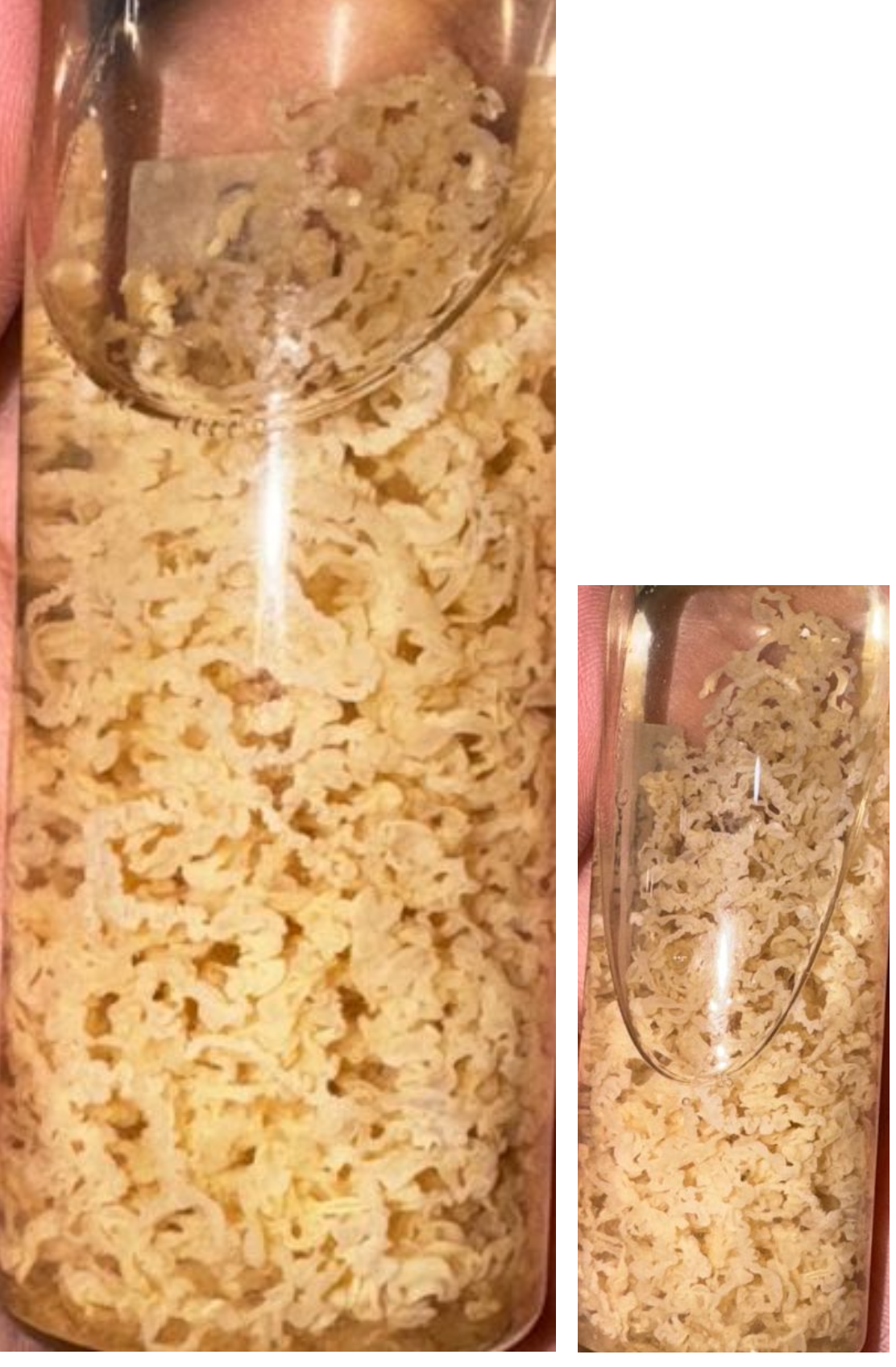 <p>Identification:</p><p>Common name:</p><p>Organ loc:</p><p>Intermediate Host:</p><p>Definitive Host:</p><p>Family:</p>