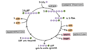 <p>Name the three phases of the Calvin cycle</p>