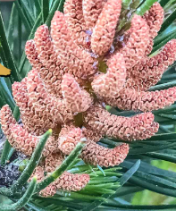 <ul><li><p>male gametophyte</p><ul><li><p>formed in male cones</p></li></ul></li><li><p>reduces water used for reproduction</p></li></ul><p></p>