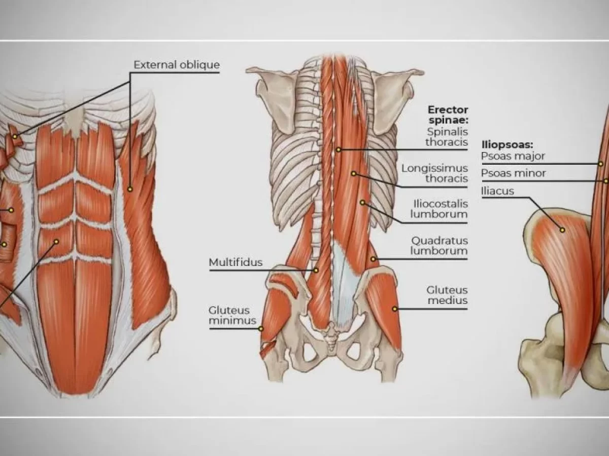 <p>Inner-Core muscles are (deep core / local stabilizers)?</p>