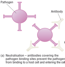 <p>Prevents pathogen from attaching to a host cell by blocking its binding site</p>