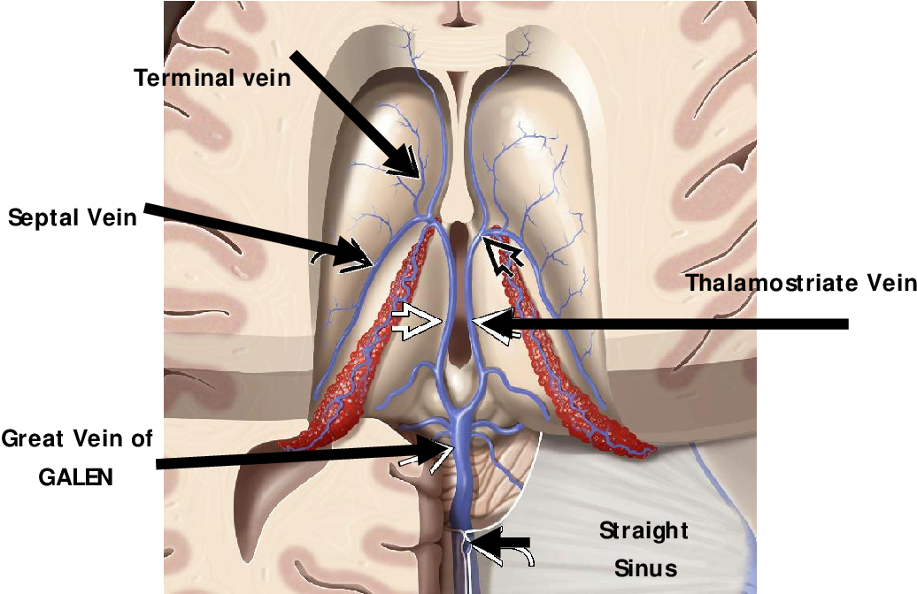 <p>Thalamostriate vein, </p><p>Stria terminalis (white matter band)</p>