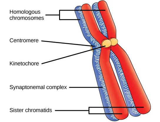 <p>a lattice of proteins between the homologous chromosomes</p><p>-first forms at specific locations and then spreads outward to cover the entire length of the chromosomes</p><p>-homologues held together by cohesin</p>