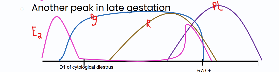 <p>peaks again in late stage of gestation </p>