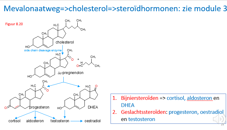 <p><span>Cholesterol kan ook opgewerkt worden oa door reacties via cytochroom P450 tot de steroidhormonen die we kennen.</span></p><p style="text-align: left;"></p><p style="text-align: left;"></p><p style="text-align: left;"><span>Progesteron en oestradiol bij vrouwen.</span></p><p style="text-align: left;"><span>Testosteron vooral bij mannen.</span></p>