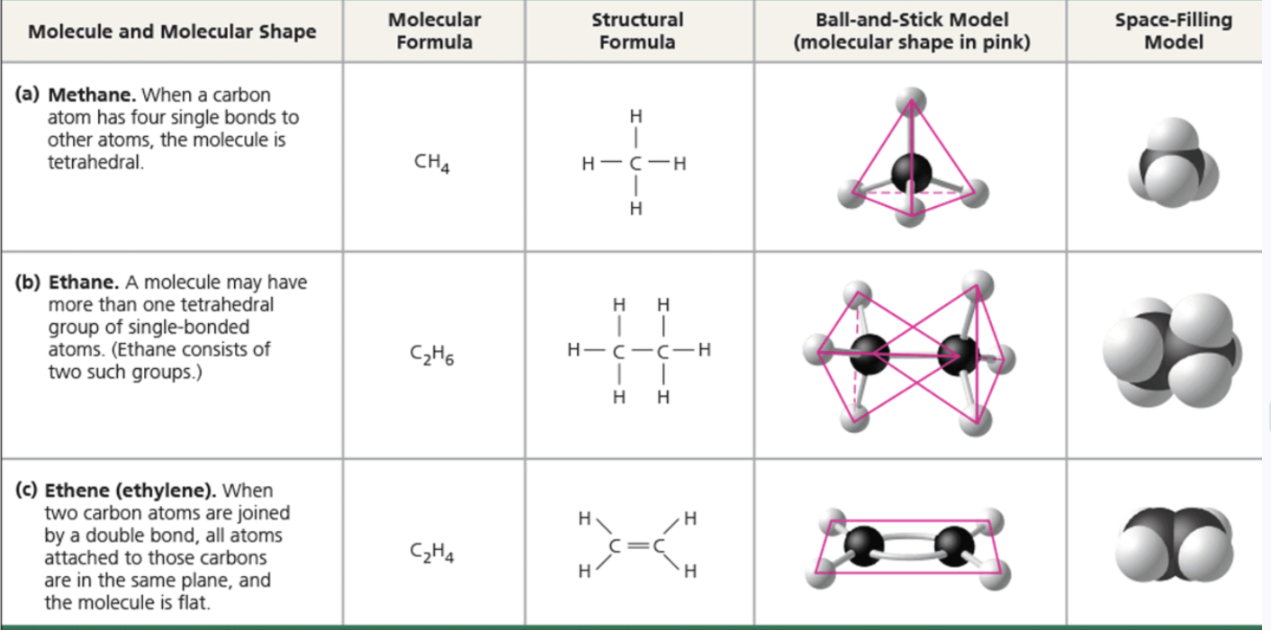<p><span style="background-color: transparent; font-family: "Times New Roman", serif;">Carbon has 6 electrons, with 2 in the first electron shell and 4 in the second shell</span></p><ul><li><p><span style="background-color: transparent; font-family: "Times New Roman", serif;">Hence, it has 4 electrons in a shell that can hold 8 electrons</span></p></li><li><p><span style="background-color: transparent; font-family: "Times New Roman", serif;">Carbon usually forms single or double covalent bonds</span></p><ul><li><p><span style="background-color: transparent; font-family: "Times New Roman", serif;">when carbon forms 4 bonds, the arrangement of its four hybrid orbitals causes the bonds to angle towards the corners of an imaginary tetrahedron</span></p></li></ul></li></ul><p></p>