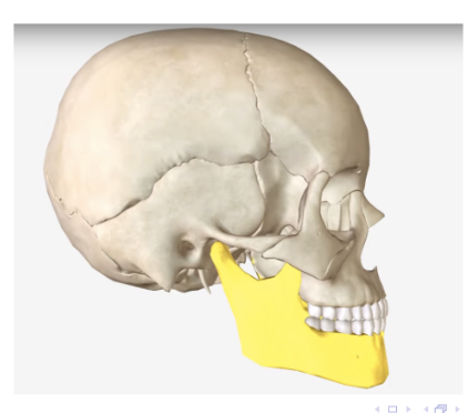 <p>only movable part of the jaw </p><ul><li><p>important for speech and mastication </p></li></ul><p></p>