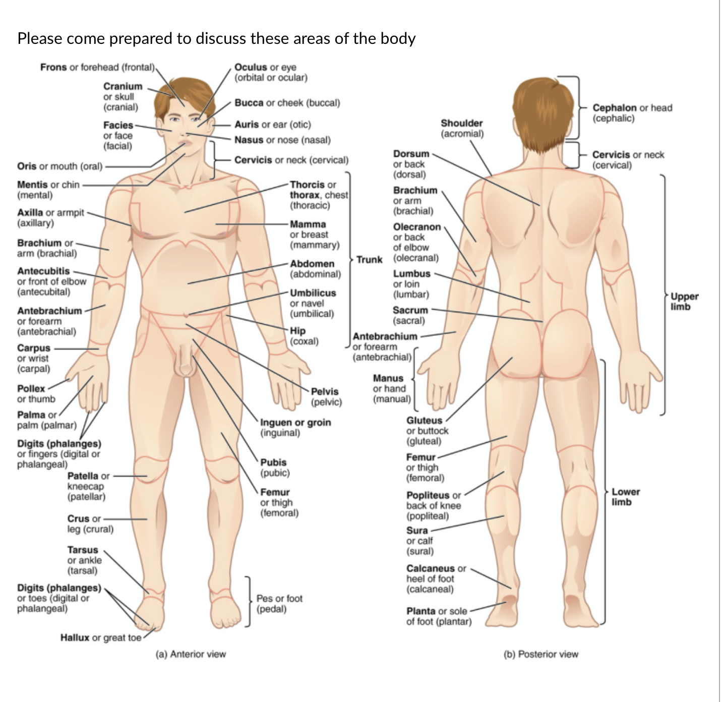 <p>The region of the body shown at "1" is:</p>