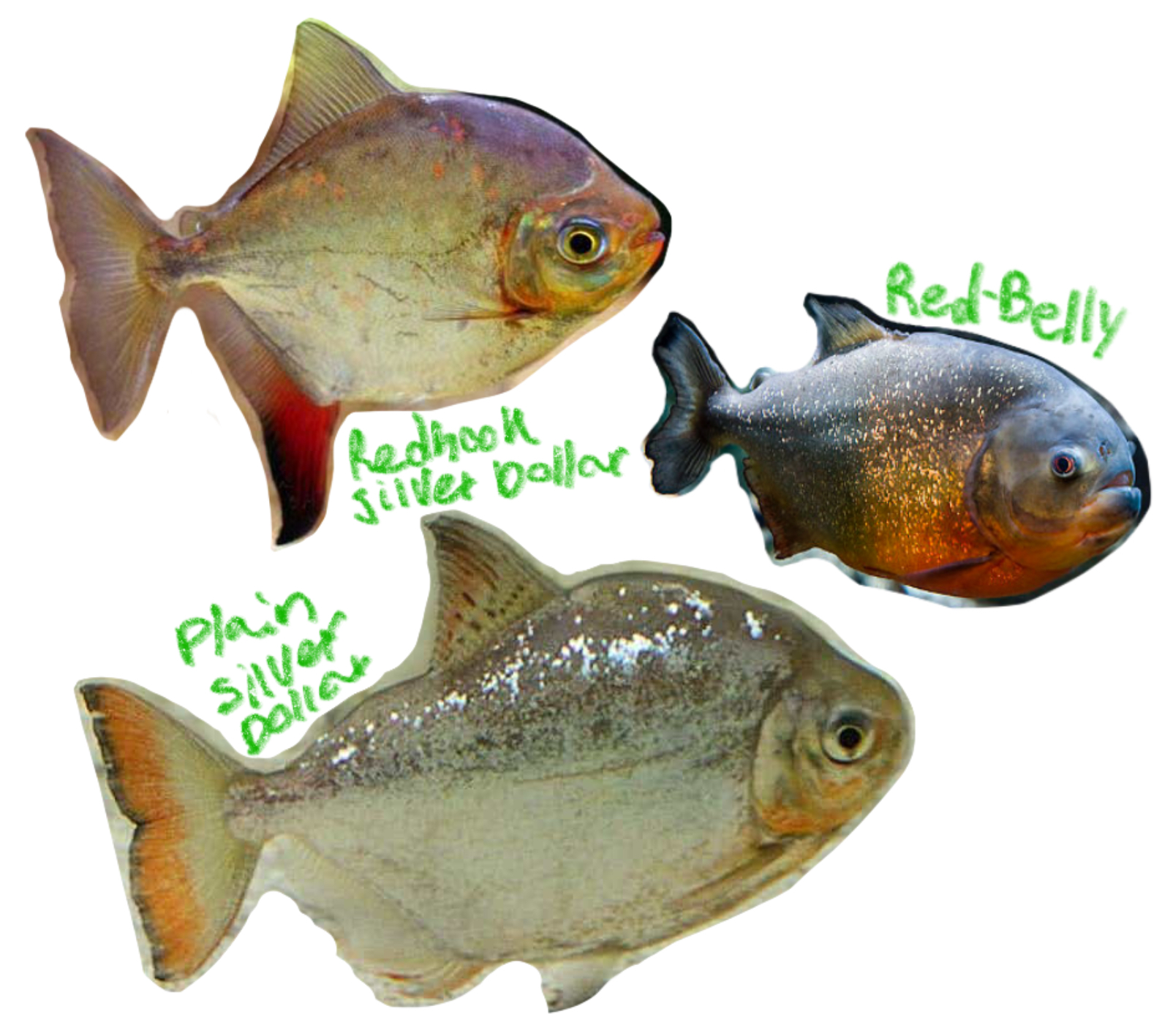 <p>Serrated salmon</p><p>(Serran: “Saw”</p><p>Fun fact, Pirãîa: Tupi for “Scissors”)</p><p>Includes: Red-belly pirahna, Redhook silver dollar, Plain silver dollar</p><p>*found in freshwater/SA</p><p></p>