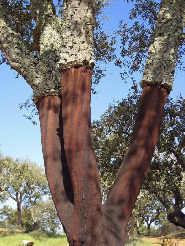 <p>Lightweight bark from a species of Mediterranean oak tree <span data-name="champagne" data-type="emoji">🍾</span></p>