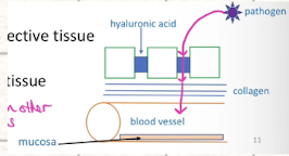 <p>(penetration factors / bacterial enzymes) </p><p>breaks down collagen in CT</p>
