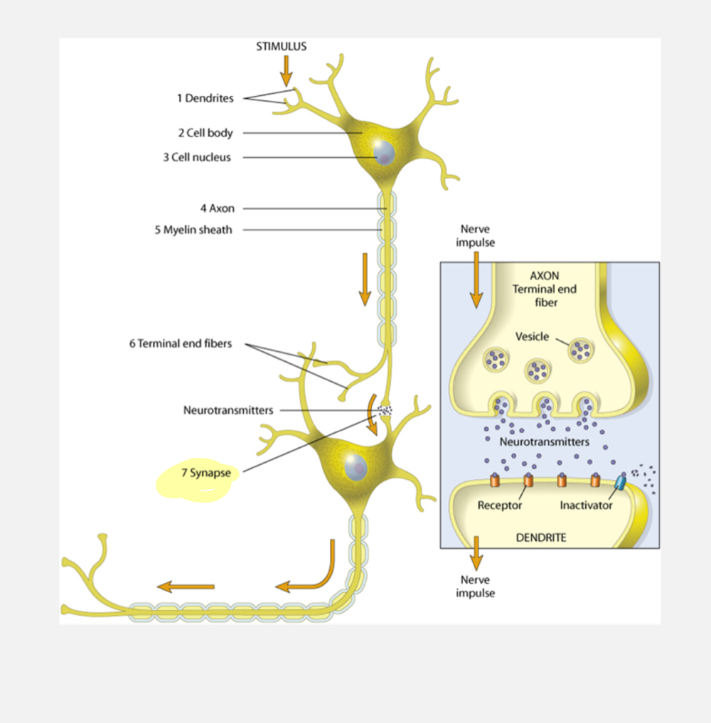 <p>neurons / nerve cell </p>