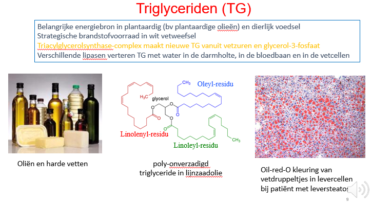 <p><span>Vetten met glycerol backbone (3C) waaraan 3 vetzuurstaarten hangen.</span></p><p style="text-align: left;"></p><p style="text-align: left;"><span>Ook triacylglycerolen genoemd.</span></p><p style="text-align: left;"><span>------</span></p><p style="text-align: left;"><span>In veel plantaardig voedsel zullen veel van de vetzuren die aan glycerol hangen onverzadigd zijn en daardoor zal de smelttemperatuur van deze vetten veel lager liggen en bestaan deze dus vaak in zachte of olie-achtige vorm.</span></p><p style="text-align: left;"></p><p style="text-align: left;"><span>De dierlijke vetten zijn meer verzadigd en daardoor hebben ze ook een hogere smeltemperatuur en hebben ze vaak zoals boter een vaste vorm bij kamertemperatuur.</span></p><p style="text-align: left;"><span>------</span></p><p style="text-align: left;"><span>Oranje:</span></p><p style="text-align: left;"></p><p style="text-align: left;"><span>Vooral van toepassing in lever en vetweefsel.</span></p><p style="text-align: left;"><span>In ons vetweefsel stockeren we alle overtollige energie / beschikbare energie die we niet onmiddellijk nodig hebben op deze manier.</span></p><p style="text-align: left;"><span>------</span></p><p style="text-align: left;"><span>De triglyceriden kunnen verteerd worden door lipasen:</span></p><p style="text-align: left;"><span>We hebben lipase van pancreas</span></p><p style="text-align: left;"><span>Lipoproteïnelipase</span></p><p style="text-align: left;"><span>Hormoon-sensitive lipase</span></p><p style="text-align: left;"><span>…</span></p><p style="text-align: left;"></p><p style="text-align: left;"><span>Zij kunnen de vetzuurstaarten losknippen van de glycerol backbone</span></p>