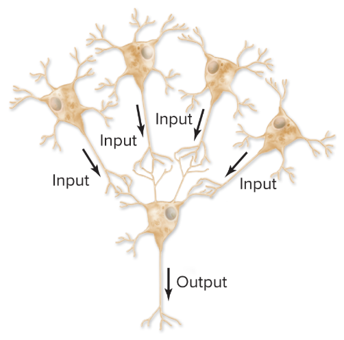 <p>inputs converge at a signle postsynaptic neuron</p><p>*receives input from several presynaptic neurons </p><p>*ex: sights, sounds, smells of cooking → salivation</p>