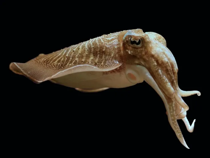 <p>cuttlefish</p>