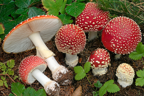 <p><strong>Common Name</strong>: <span style="background-color: transparent;">Fly agaric, muscaria</span></p><p><strong>Parts Used</strong>: <span style="background-color: transparent;">Whole mushroom</span></p><p><strong>Use/s</strong>: Religious rituals, insecticide</p><p><strong>Major Metabolites</strong>: <strong><u>Muscarine (alkaloid)</u></strong>, muscimol</p>