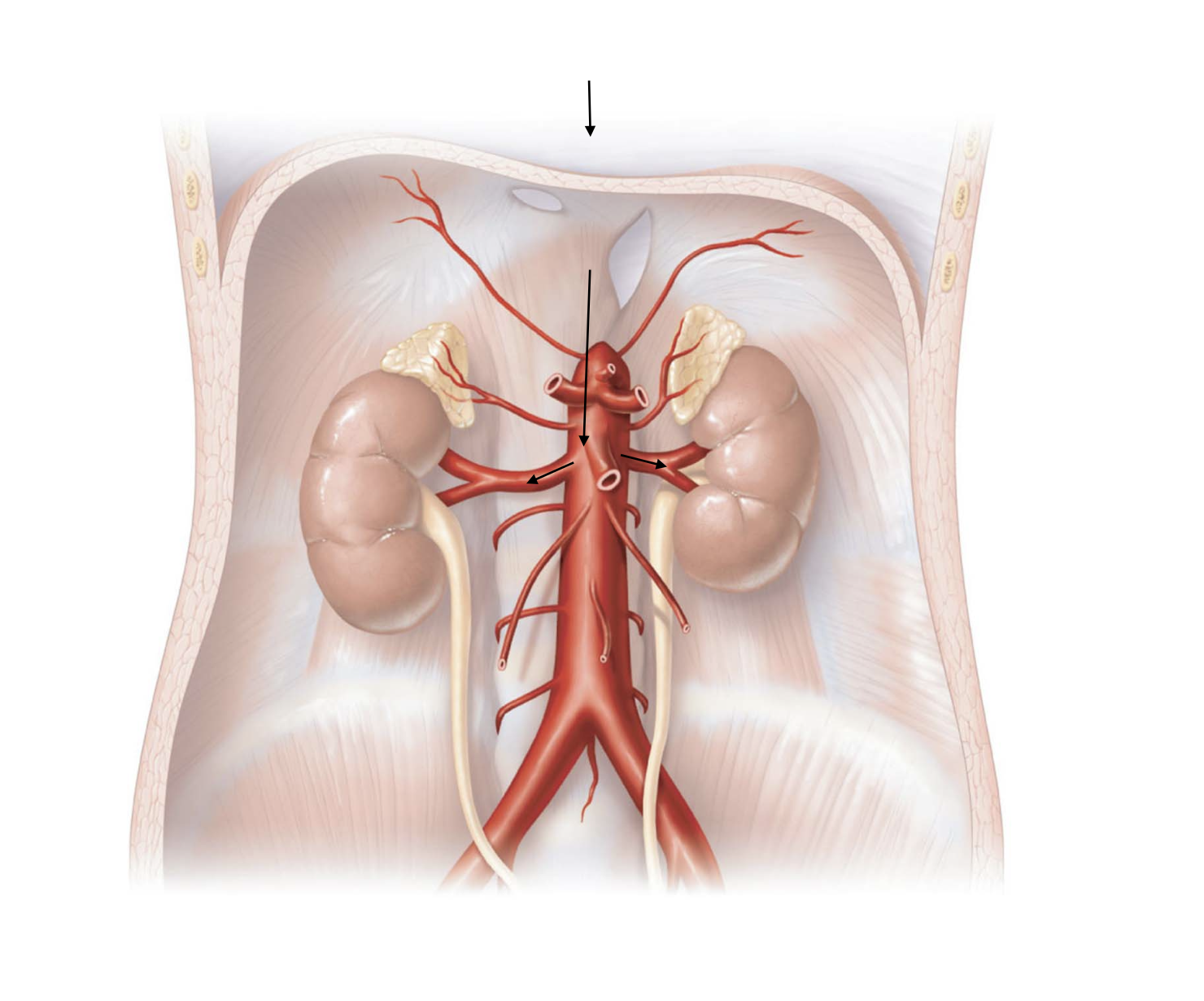 <p>Aorta</p><ul><li><p>→ thoracic aorta</p><ul><li><p>→ abdominal aorta</p><ul><li><p>→ renal arteries</p><ul><li><p>Kidneys</p></li></ul></li><li><p>← renal veins</p></li></ul></li><li><p>← inferior vena cava</p></li></ul></li></ul><p>Right Atrium</p>