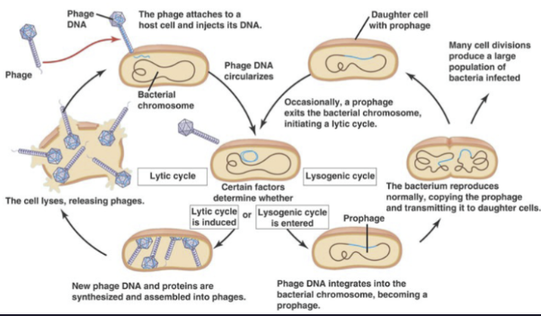 <p>The lytic cycle is a viral replication process that results in the destruction of the host cell, leading to the release of new viral particles. It involves the injection of viral DNA, hijacking the host's cellular mechanisms to replicate, and ultimately causing cell lysis. </p>