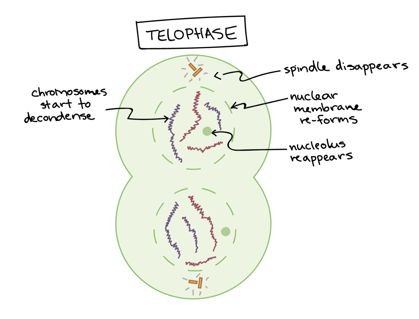 <p>Spindle disassembles, 2 new nuclei form, nuclear membrane reappears. Chromosomes decondense (stringy form)</p>