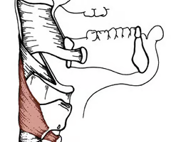<p><span>origin: oblique line of thyroid lamina and inferior cornu</span><br><br><span>insertion: median raphe</span><br><br><span>innervation: CN X via pharyngeal plexus</span><br><br><span>function: constricts lower pharynx, elevates larynx</span></p>