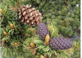 <p>Kingdom:</p><p>Clade:</p><p>Phylum:</p><p>Name of Structure:</p><p>Ploidy:</p>