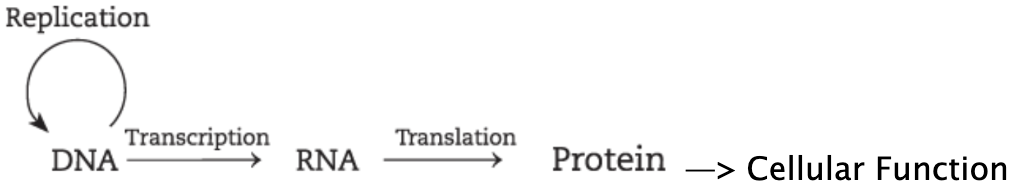 <p>central dogma</p>