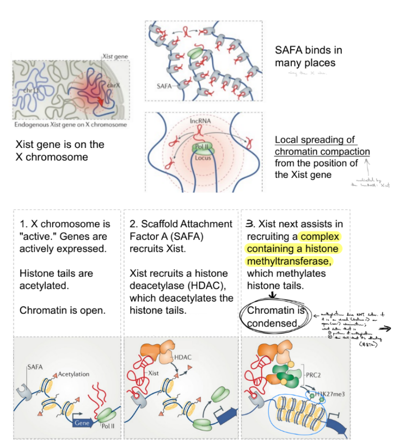 <p>some lncRNAs can promote <u>open </u>chromatin & some can cause <u>closed </u>chromatin</p><p>seen w/ <strong><u>X-inactivation</u></strong> — ONE X chromosome is inactivated by a lncRNA in females, while the other X chr. is active</p><ul><li><p>BOTH X chr. are active, so genes are expressed. There is also acetylated histone tails, so the chromatin is open.</p></li><li><p><strong><u>SAFA </u></strong><u>(scaffold attachment factor A)</u><strong><u> recruits Xist</u></strong>, where <mark data-color="blue" style="background-color: blue; color: inherit;">Xist will inactivate ONE X chr. in female cells</mark>; AND <strong><u>Xist will recruit </u></strong><span style="color: red;"><strong><u>HDAC</u></strong><u> (histone deacetylase)</u></span>, which <mark data-color="blue" style="background-color: blue; color: inherit;">deacetylates histone tails</mark></p></li><li><p><strong><u>Xist also recruits </u></strong><u>a complex containing</u><span style="color: red;"><u> </u><strong><u>histone methyltransferas</u></strong></span><span style="color: red;"><strong><u>e</u></strong></span>, which <mark data-color="blue" style="background-color: blue; color: inherit;">methylates histone tails</mark> → SO chromatin is condensed</p><ul><li><p>though keep in mind that <span style="color: blue;">methylation does NOT determine if chromatin is closed (hetero-) or open (eu-)</span>. It is just that <span style="color: blue;"><strong>most condensed chromatin (heterochromatin) has <u>methylated</u> histone proteins</strong></span></p></li></ul></li></ul><p>^ <strong>Xist is a <u>lncRNA</u></strong> (lncRNA that promotes closed chromatin in reg. of gene expression)</p><p>^ spec. Xist that inactivates 1 X chr. in female cells will <u>spec. inactivate genes that are close to the Xist gene</u>, b/c <u>SAFA binds in many places</u> & the <u>recruited HDAC will cause chromatin compaction/condensed/closed that locally spreads where SAFAs exist</u></p><p>____________</p><p>review:</p><p>3 main histone tail modifications: <u>acetylation, methylation, phosphorylation</u></p><p>transition b/w chromatin states is reg. by <u>histone tail modifications,</u> where <strong>lncRNA tends to turn <u>active/open</u> chromatin into <u>inactive/condensed/closed</u> chromatin</strong></p>