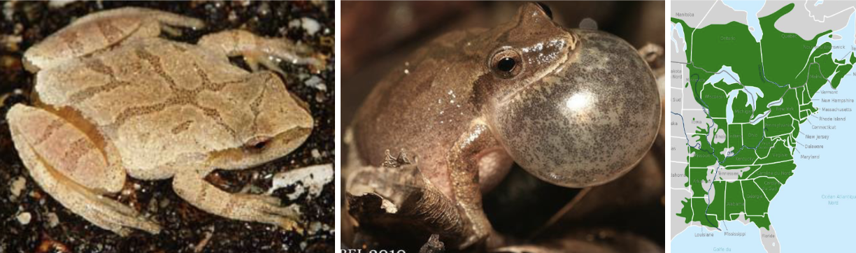 <ul><li><p><span style="background-color: transparent;"><strong>Habitat:</strong> </span><span>moist woods, shrublands near areas with at least ephemeral bodies of water</span></p></li><li><p><span style="background-color: transparent;"><strong>Diet:</strong> </span><span>small insects (ants, beetles, flies, spiders, etc.)</span></p></li><li><p><span style="background-color: transparent;"><strong>Characteristics:</strong> smooth, wet, tiny, </span><span>brownish to olive, darkish-X on back (can be abstract)</span><span style="background-color: transparent;">, some of the earliest to come out in spring</span></p></li></ul><p></p>