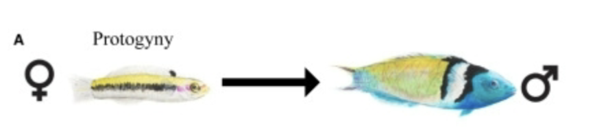 <ul><li><p>starts as females turns to male (wrasses)</p></li></ul><ul><li><p>Monandric: males develop only from females (one pathway)</p></li><li><p>Diandric: males can develop from females or directly from juvenile males (two pathways)</p></li></ul><p></p>