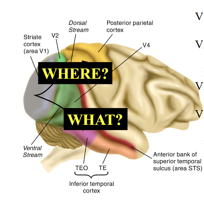 <p>V1 - orientation</p><p>V2 - shape/object</p><p>V2-V4 temporal: what</p><p>V2-V4 parietal: where</p>