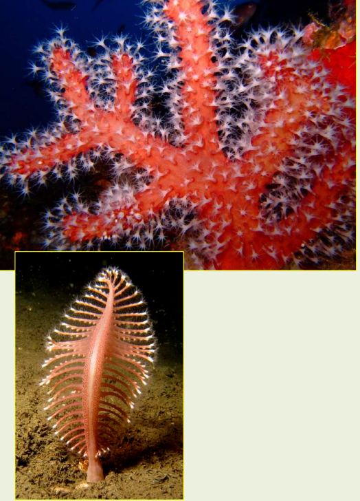 <p>Es un coral blando</p><p>Taxonomia: </p><ul><li><p>Filo: Cnidaria</p></li><li><p>Clase: Antozoos</p></li><li><p>Subclase: Octocoralario</p></li></ul><p></p>