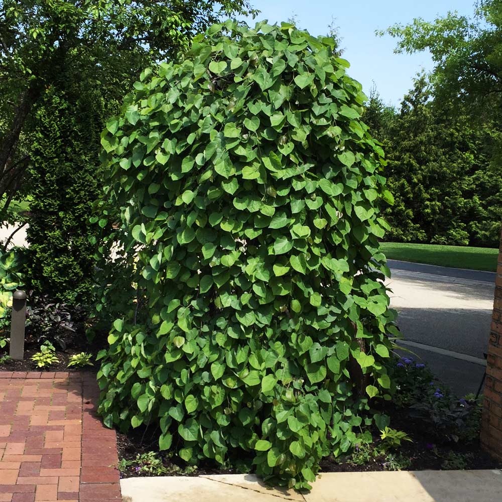 <p><u>Cercis canadensis.</u> weeping redbud. Fabaceae</p>