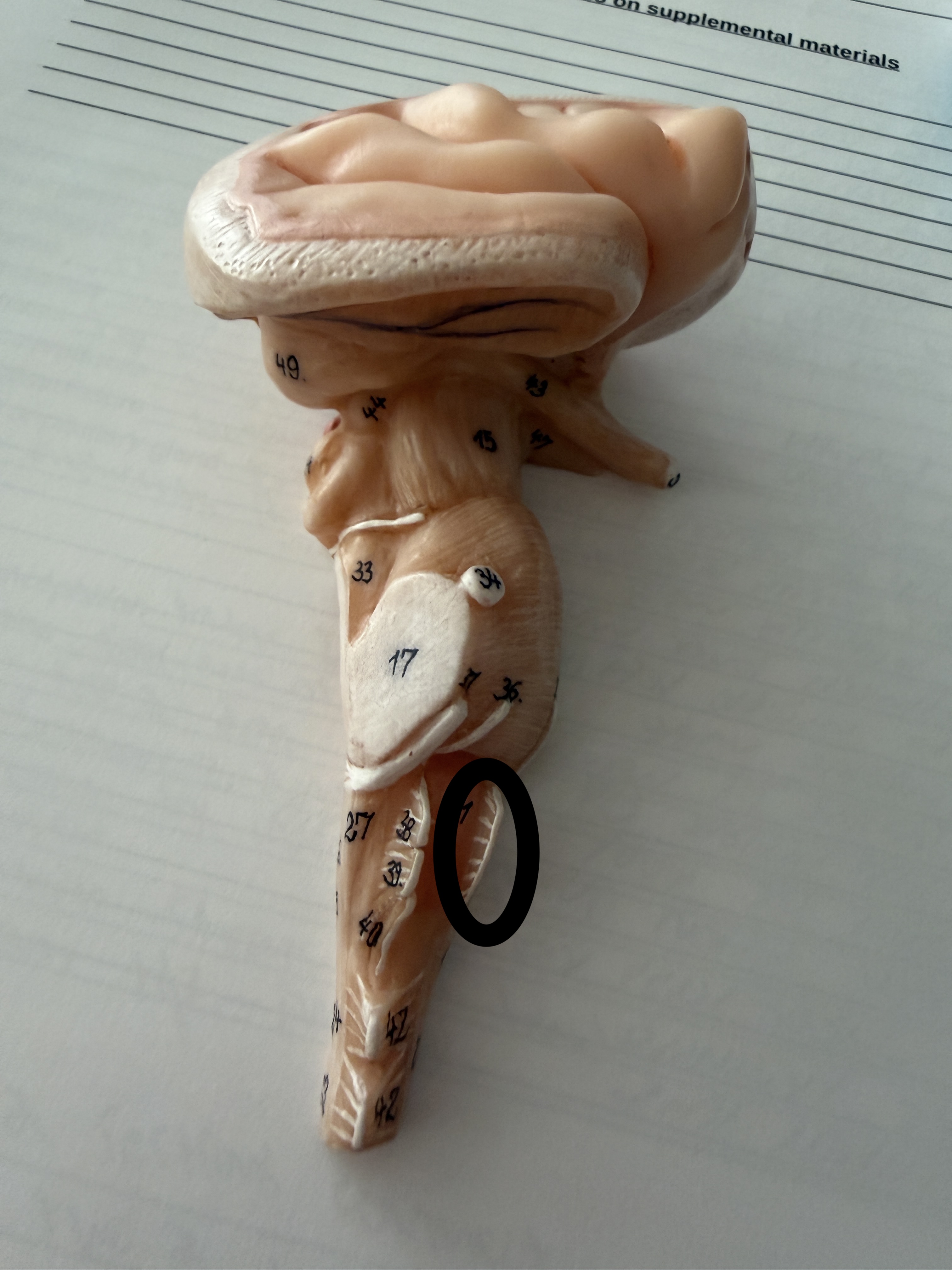 knowt flashcard image